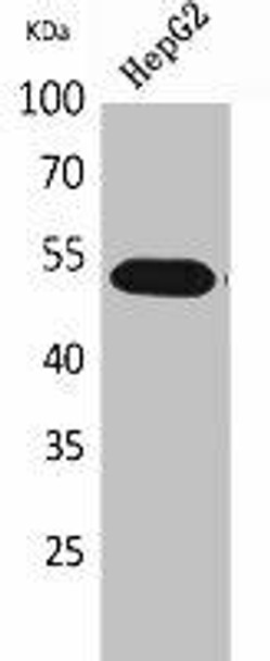 LILRA2 Antibody (PACO02141)