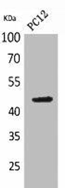 NCR2 Antibody (PACO02156)