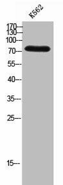 PARP2 Antibody (PACO02288)