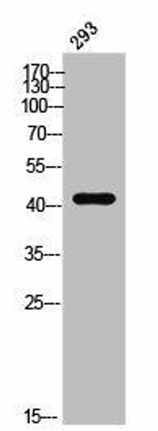 APLNR Antibody (PACO02609)