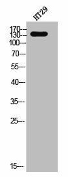 EGFR Antibody (PACO02626)