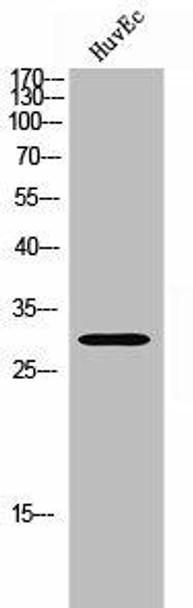 MTIF3 Antibody (PACO02689)