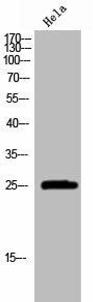 GRB2 Antibody (PACO02790)