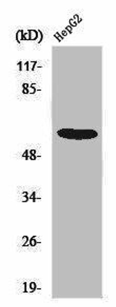 SMAD2 Antibody (PACO02885)