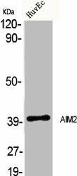 AIM2 Antibody (PACO06240)