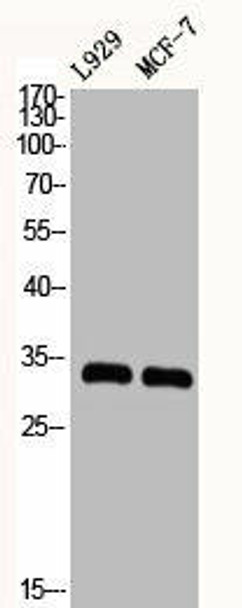 CDK2 Antibody (PACO06340)