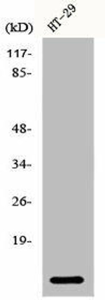 CSTA Antibody (PACO06406)