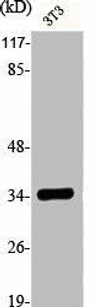 E2F6 Antibody (PACO06442)