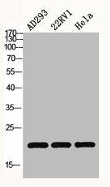 Histone H3 Antibody (PACO06554)