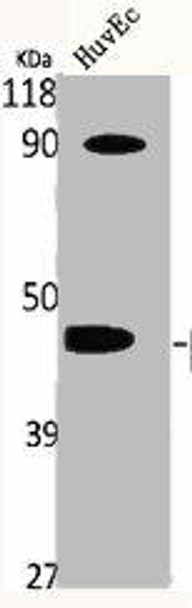 NCF1 Antibody (PACO06724)