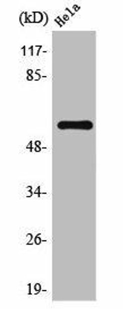 TRAF6 Antibody (PACO06841)