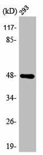 AURKA Antibody (PACO00422)