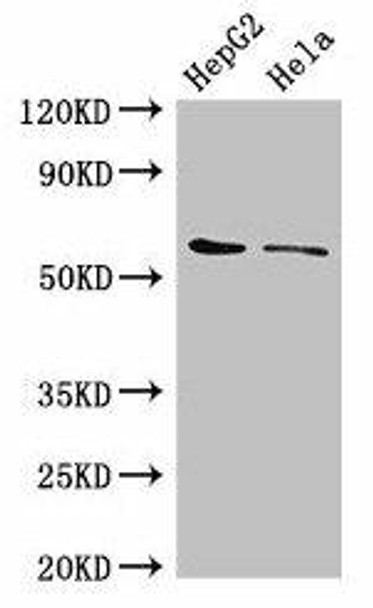 CDT1 Antibody (PACO49466)