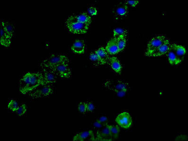 SELP Antibody (PACO56362)