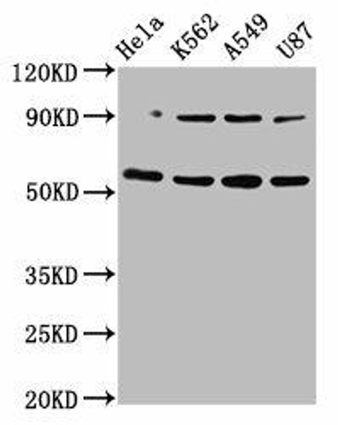 TOX Antibody (PACO56996)