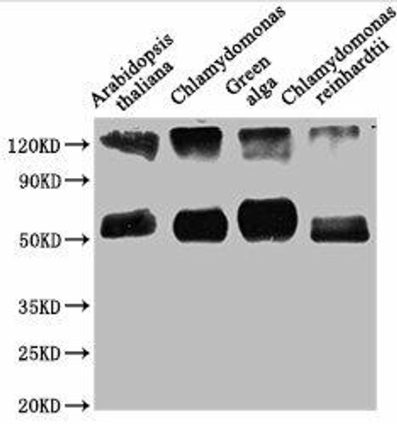 rbcL Antibody (PACO62039)