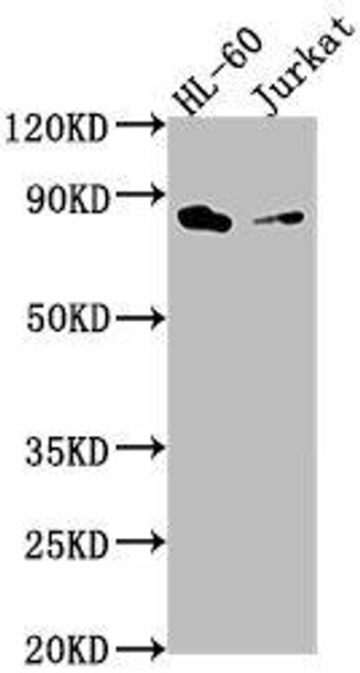 ELMO1 Antibody (PACO63195)