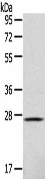 CLEC4D Antibody (PACO14257)