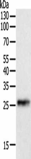 CRP Antibody (PACO14289)