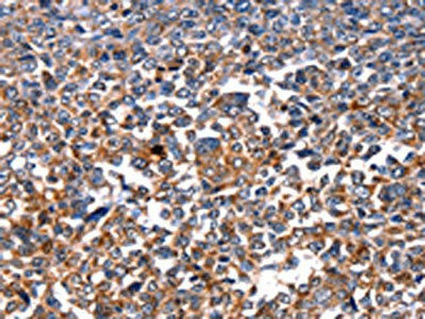 HSPD1 Antibody (PACO14540)