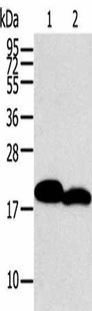 MYL2 Antibody (PACO14738)