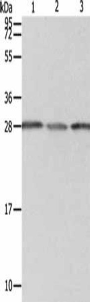 PSMD9 Antibody (PACO14936)