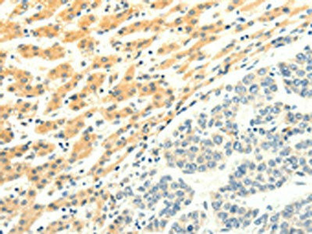 SPAG5 Antibody (PACO15029)