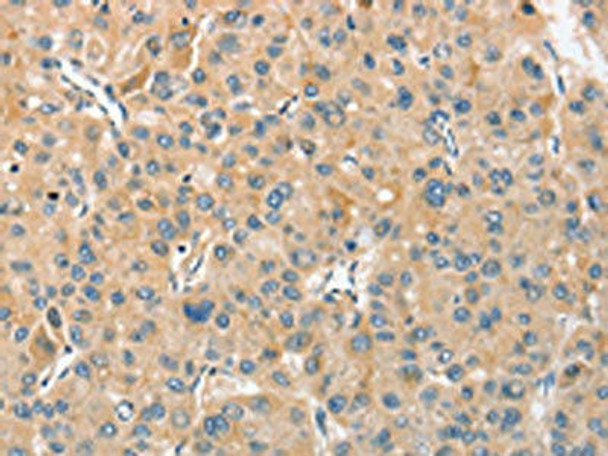 ANGPTL7 Antibody (PACO15437)