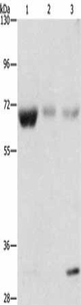 NAE1 Antibody (PACO15485)