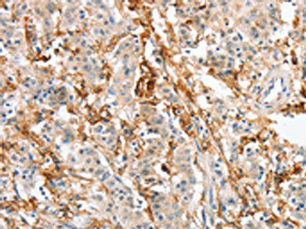 SIGLEC9 Antibody (PACO15979)