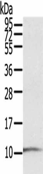 S100P Antibody (PACO17039)