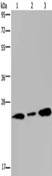 RAB3C Antibody (PACO17551)