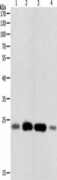 RHOA Antibody (PACO17557)