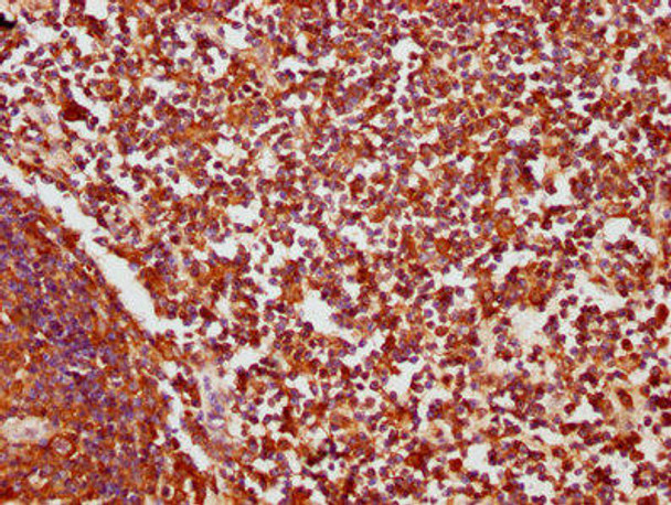 CR2 Antibody (PACO60669)