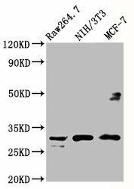 RPL7A Antibody (PACO60805)