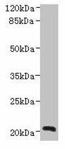 NICN1 Antibody (PACO40726)