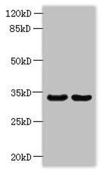 ROGDI Antibody (PACO40770)