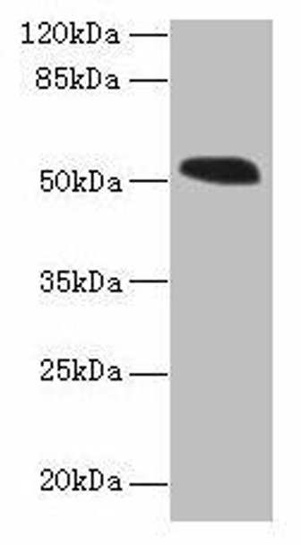 MIEF1 Antibody (PACO41158)