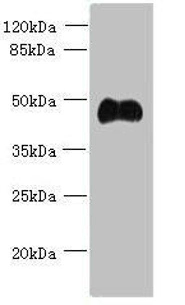 ABI3 Antibody (PACO41222)