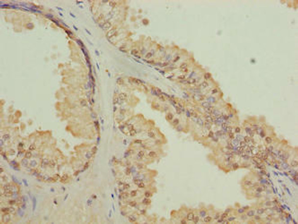 CGGBP1 Antibody (PACO42322)