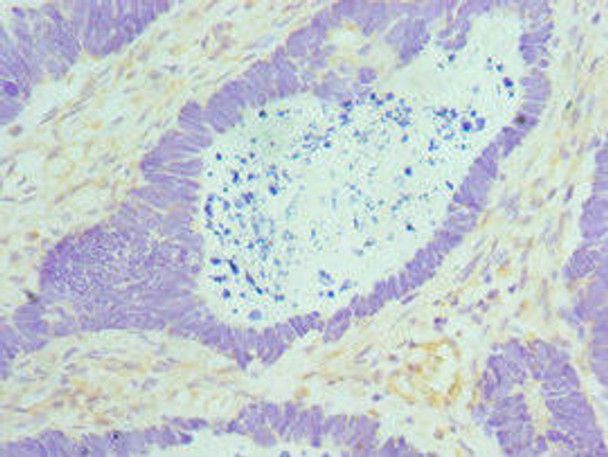 MAD2L1 Antibody (PACO43025)