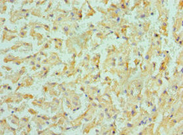 BMF Antibody (PACO43041)