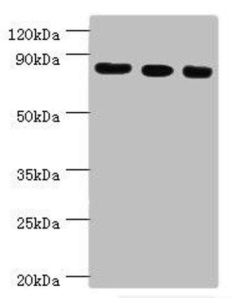 EZH2 Antibody (PACO43061)