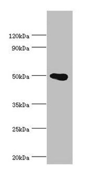 PRMT2 Antibody (PACO43472)