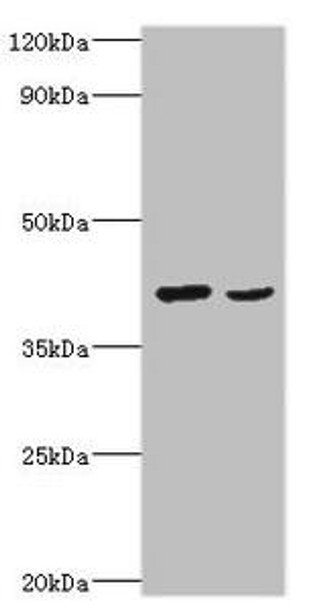 WNT2 Antibody (PACO43501)