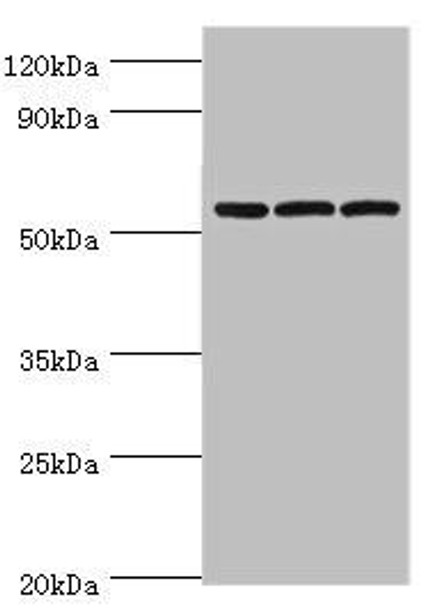 AMY2B Antibody (PACO43672)