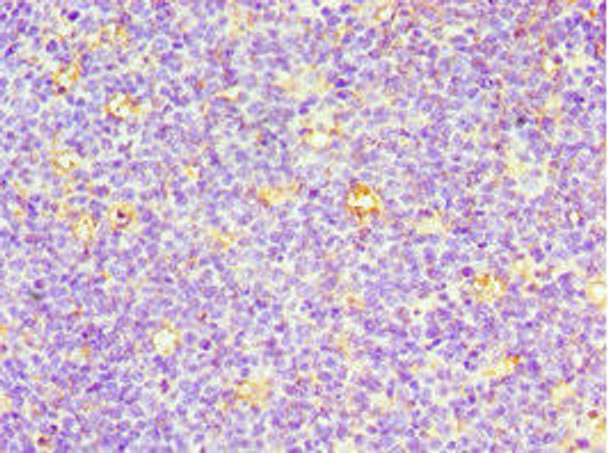 CD7 Antibody (PACO43700)