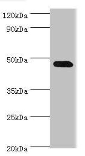 SYT4 Antibody (PACO44093)