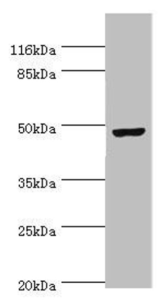 CKMT2 Antibody (PACO44170)
