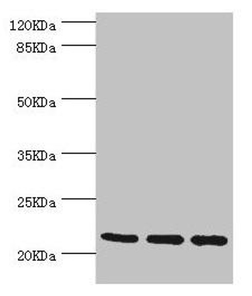 TAGLN2 Antibody (PACO44363)